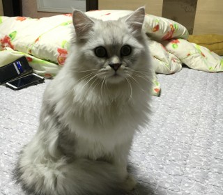 페르시안 무료분양