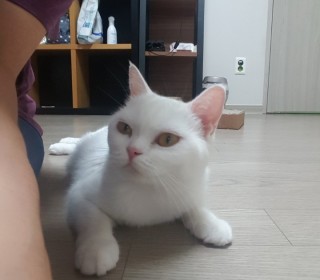 스코티쉬 폴드 무료분양