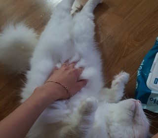 터키쉬앙고라 무료분양