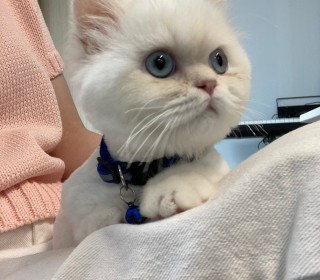 기타 무료분양