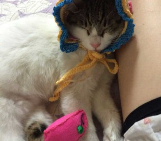 한국 고양이 무료분양