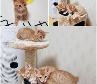 한국 고양이 무료분양