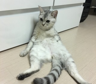 터키쉬앙고라 무료분양