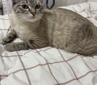 샴 무료분양