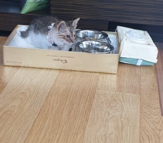 한국 고양이 무료분양