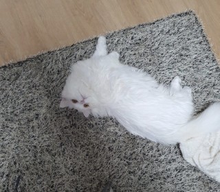 기타 무료분양