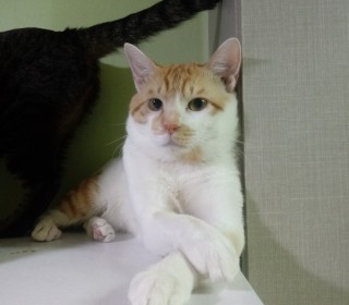 한국 고양이 무료분양