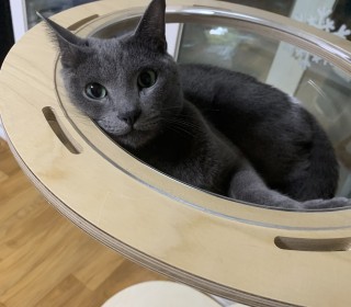러시안 블루 무료분양