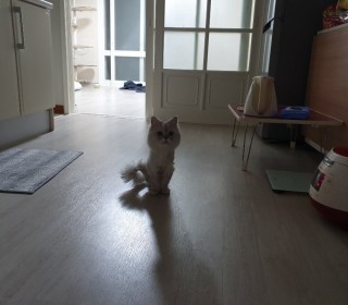 페르시안 무료분양