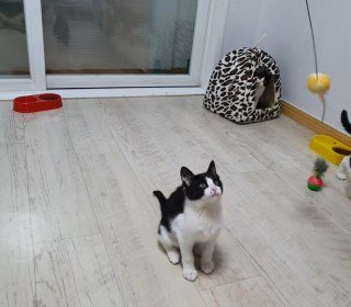 아메리칸 숏헤어 무료분양