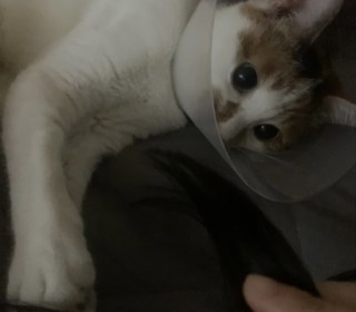 한국 고양이 무료분양