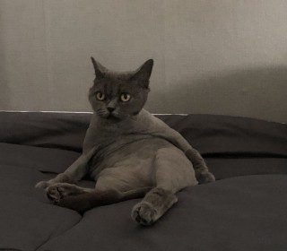 브리티쉬숏 무료분양