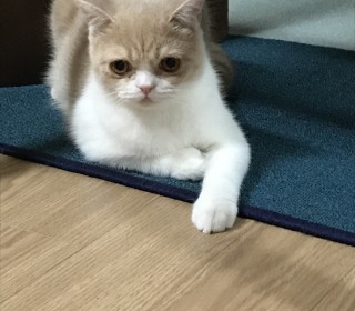브리티쉬숏 무료분양