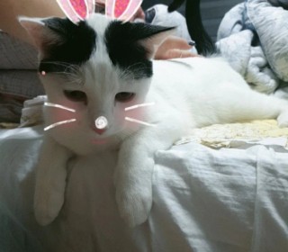 한국 고양이 무료분양