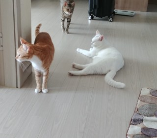 터키쉬앙고라 무료분양