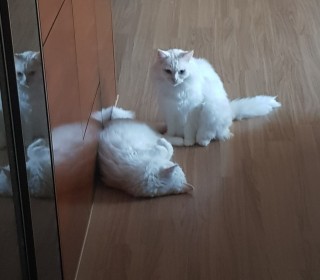 터키쉬앙고라 무료분양