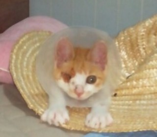 기타 무료분양