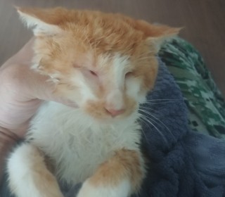 한국 고양이 무료분양
