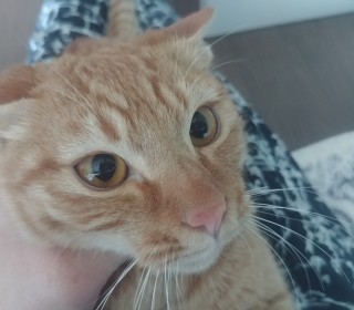 한국 고양이 무료분양