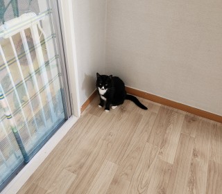 한국 고양이 무료분양