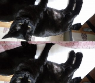기타 무료분양