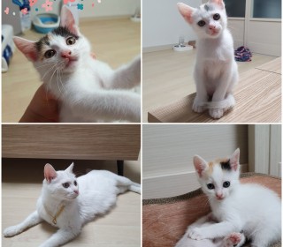 기타 무료분양