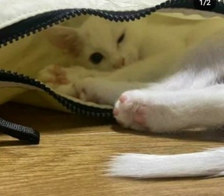 한국 고양이 무료분양