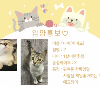 한국 고양이 무료분양