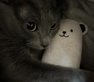 러시안 블루 무료분양