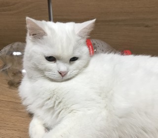 기타 무료분양