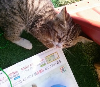한국 고양이 무료분양