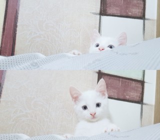 터키쉬앙고라 무료분양