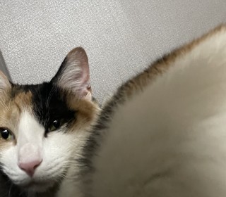 한국 고양이 무료분양