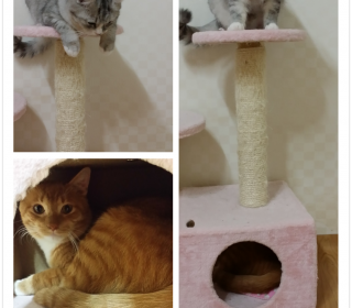  무료분양