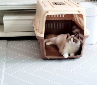렉돌 무료분양