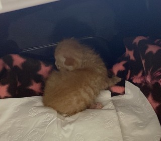 기타 무료분양