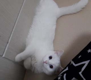 한국 고양이 무료분양