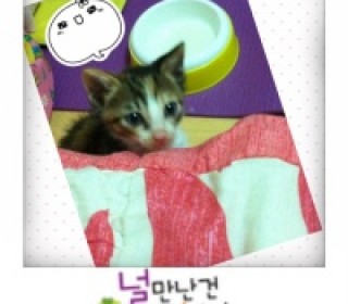 한국 고양이 무료분양