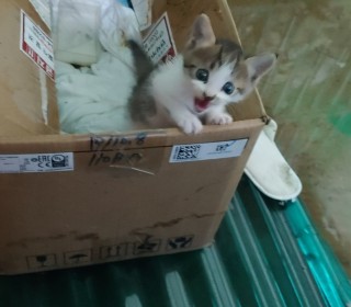 한국 고양이 무료분양