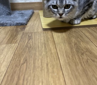 페르시안 무료분양