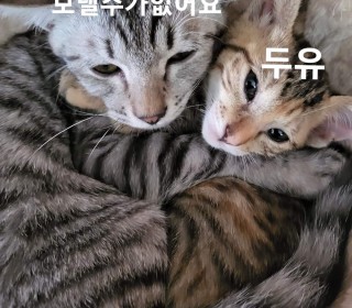한국 고양이 무료분양