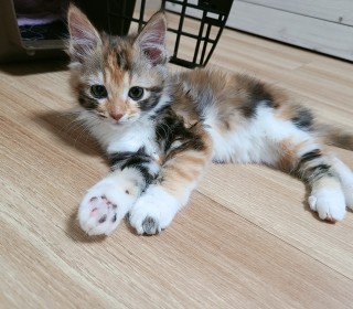 한국 고양이 무료분양