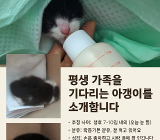 기타 무료분양