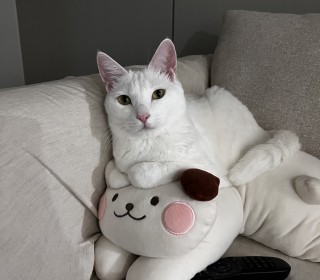 한국 고양이 무료분양