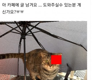 스코티쉬 폴드 무료분양