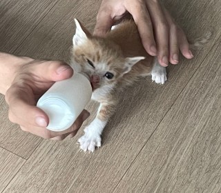 한국 고양이 무료분양