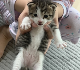 기타 무료분양