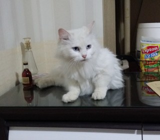 터키쉬앙고라 무료분양