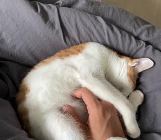 한국 고양이 무료분양