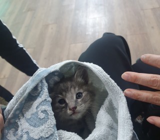 한국 고양이 무료분양